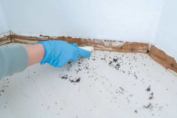 Trusted Winchester, VA Pest Control Experts